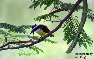 Lesser Kiskadee